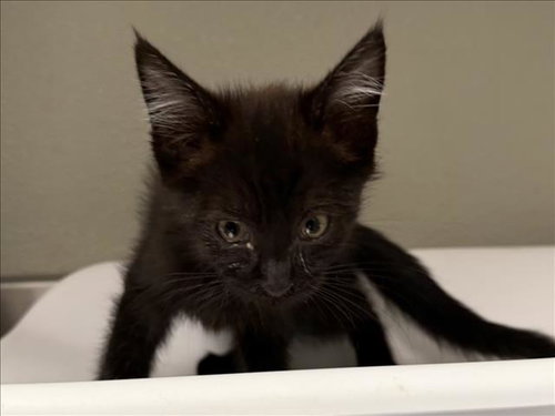 Smoker, Domestic Short Hair (medium coat)