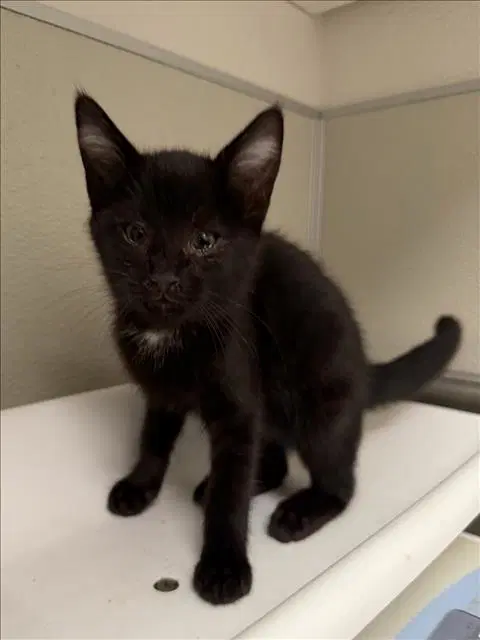 Edward - Domestic Short Hair
