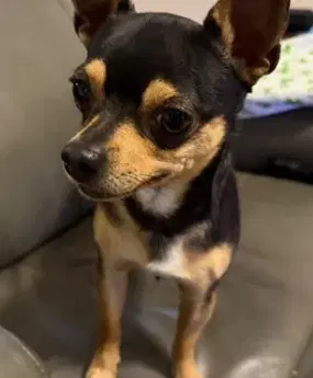Unknown - Chihuahua