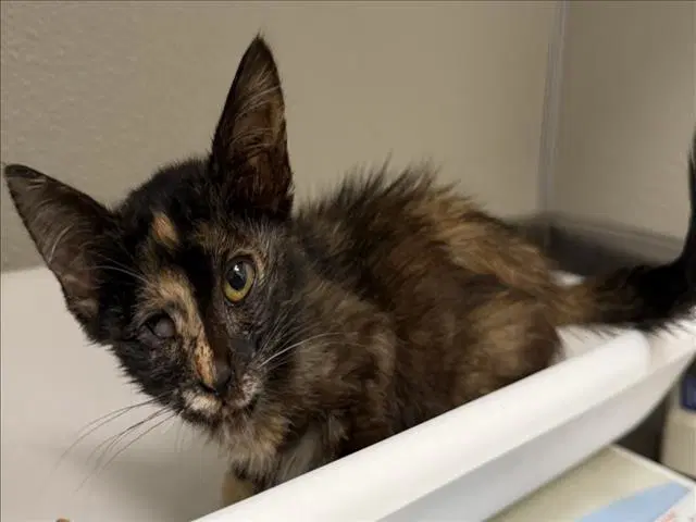 Camie - Domestic Short Hair