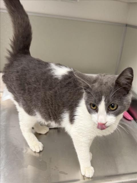 Sanji, Domestic Short Hair (medium coat)