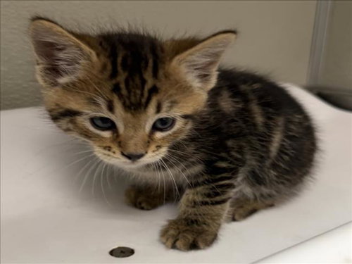Paulie, Domestic Short Hair (medium coat)