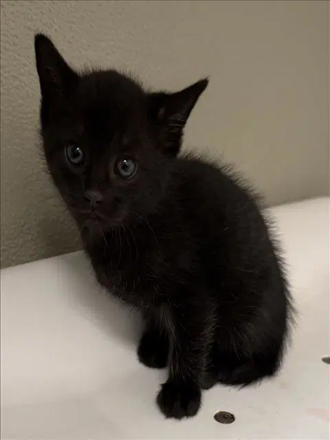 Jango - Domestic Short Hair
