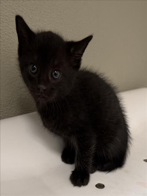 Jango, Domestic Short Hair (medium coat)