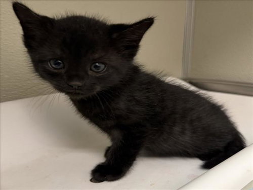 Shinobu, Domestic Short Hair (medium coat)