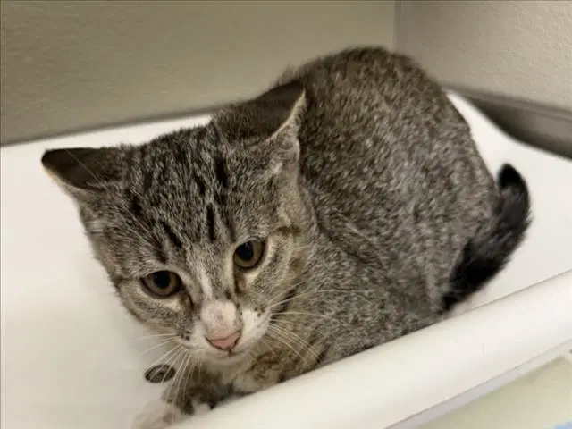 Lulu - Domestic Short Hair