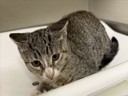 Lulu, Domestic Short Hair (medium coat)