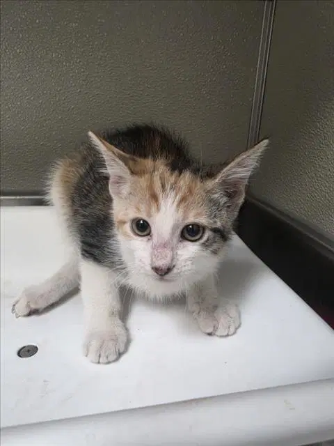Bonney - Domestic Short Hair