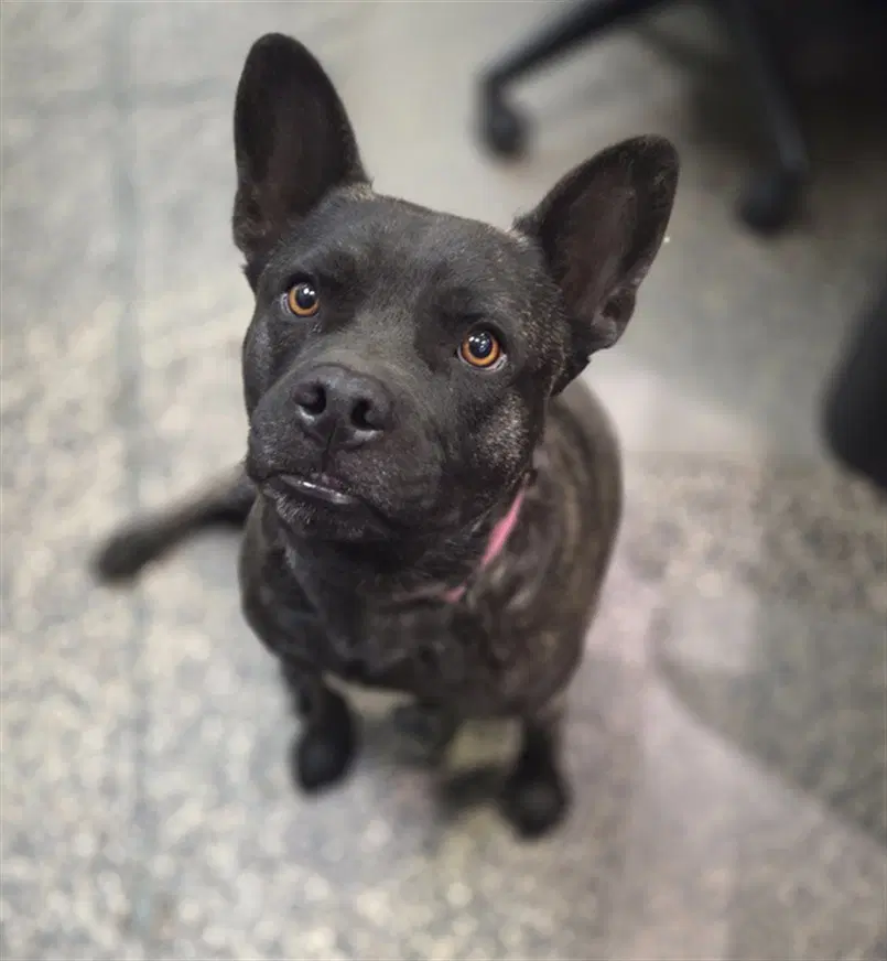 Bonnie - Pit Bull Terrier
