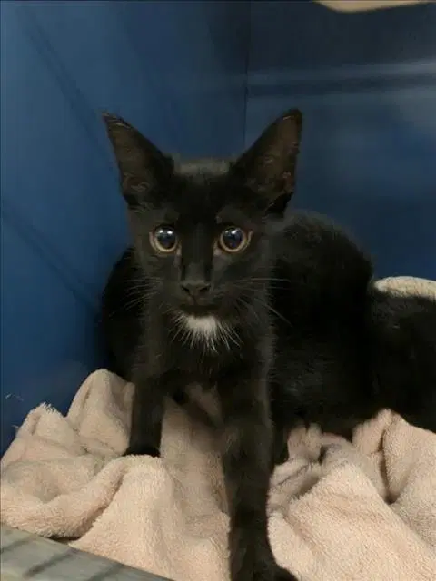 Shanks - Domestic Short Hair