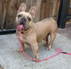 Scarlett - French Bulldog