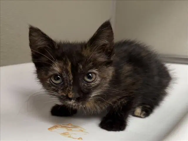Unknown - Domestic Short Hair