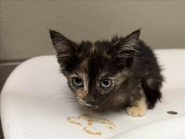 Unknown - Domestic Short Hair