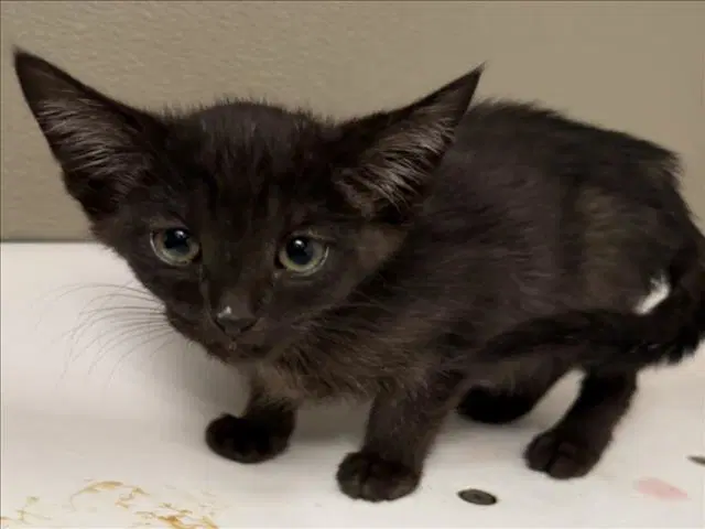 Unknown - Domestic Short Hair