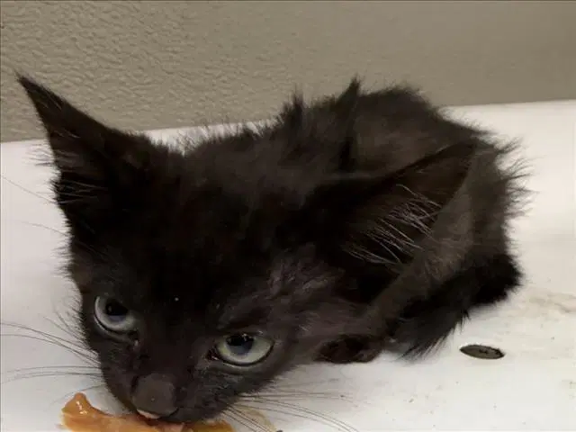 Unknown - Domestic Short Hair