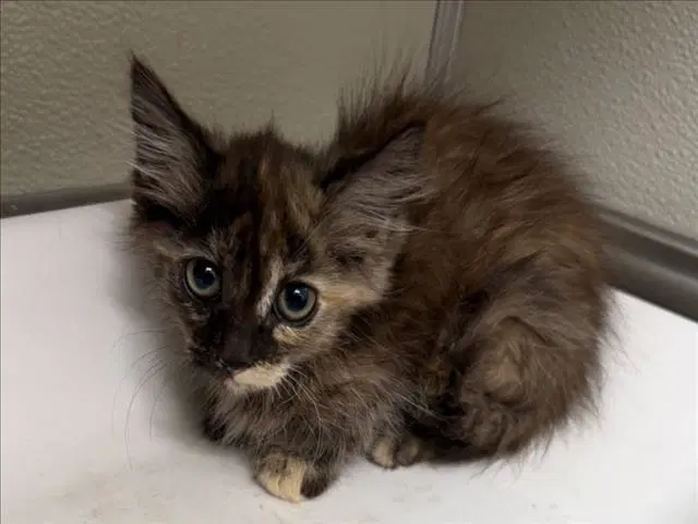 Unknown - Domestic Medium Hair