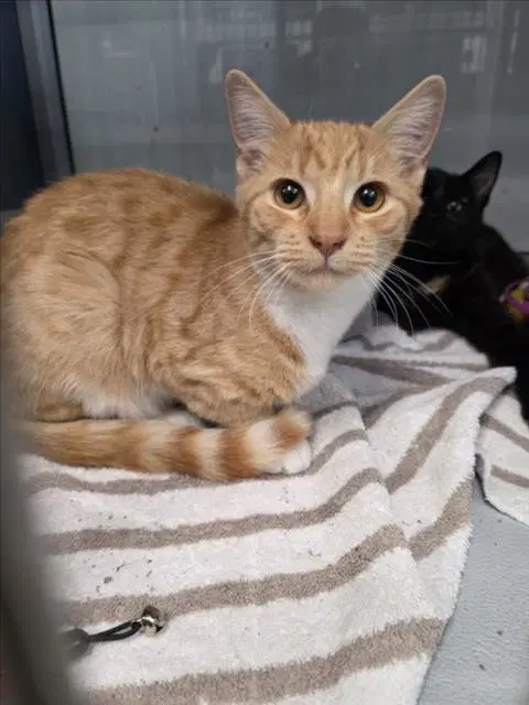 Kid - Domestic Short Hair