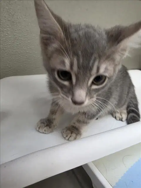 Oliver - Domestic Short Hair