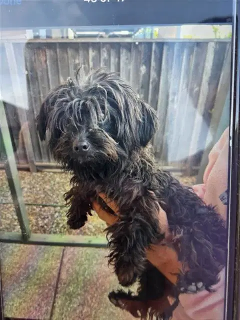 Max - Shih Tzu
