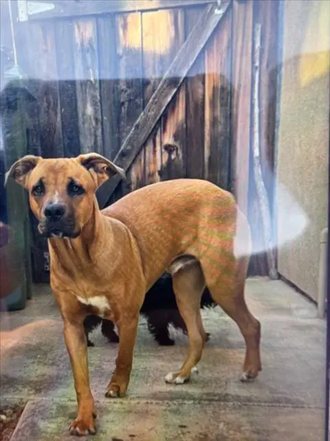 Max - Black Mouth Cur
