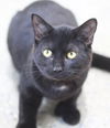 adoptable Cat in Thief River Falls, MN named Posh