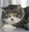adoptable Cat in thief river falls, MN named Mr Kitty