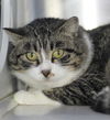 adoptable Cat in Thief River Falls, MN named Mr Kitty