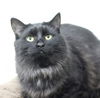 adoptable Cat in Thief River Falls, MN named Andi