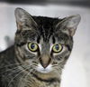 adoptable Cat in Thief River Falls, MN named Ruthy