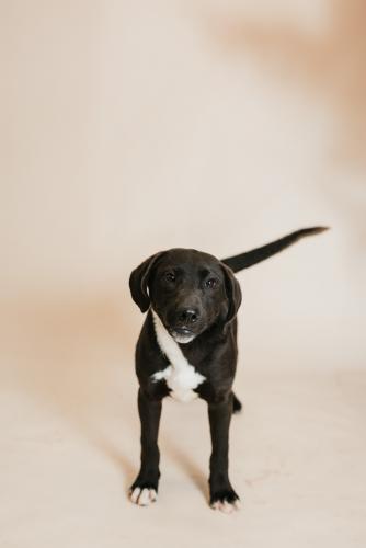 adoptable Dog in Thief River Falls, MN named Sawyer