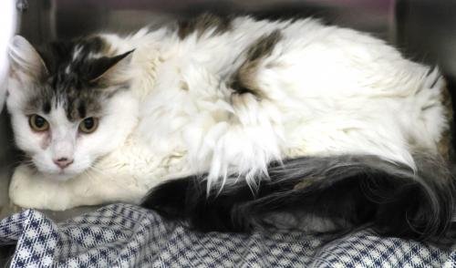 adoptable Cat in Thief River Falls, MN named Brynlee