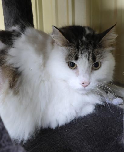 adoptable Cat in Thief River Falls, MN named Brynlee