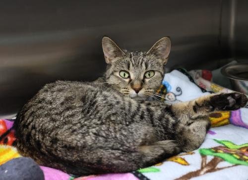 adoptable Cat in Thief River Falls, MN named Marcia