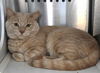 adoptable Cat in Thief River Falls, MN named Cal