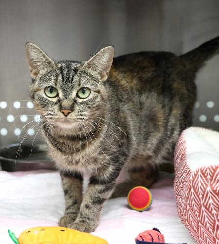 adoptable Cat in Thief River Falls, MN named Princess