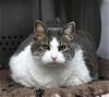 adoptable Cat in thief river falls, MN named Encore