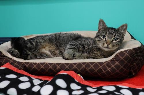 adoptable Cat in Thief River Falls, MN named Matrix