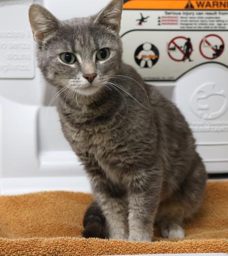 adoptable Cat in Thief River Falls, MN named Keesha