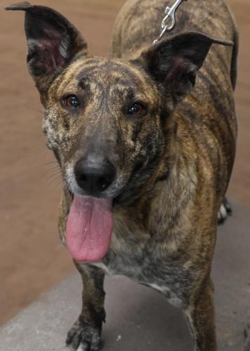 adoptable Dog in Thief River Falls, MN named Timber