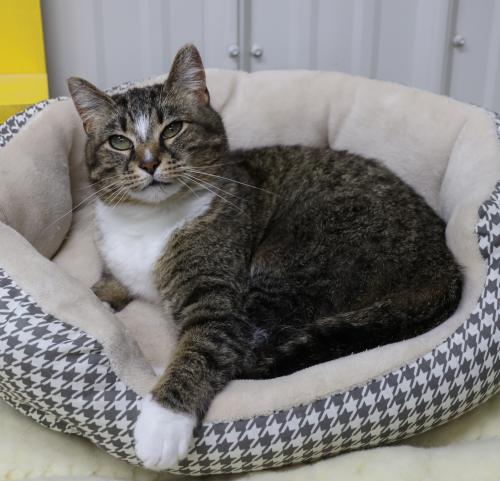 adoptable Cat in Thief River Falls, MN named Callie