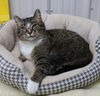 adoptable Cat in , MN named Callie