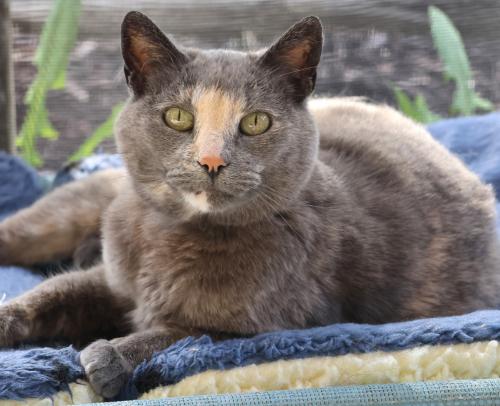 adoptable Cat in Thief River Falls, MN named Nora