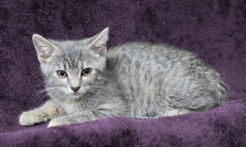 adoptable Cat in Thief River Falls, MN named Hailey