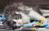 adoptable Cat in Thief River Falls, MN named Noah