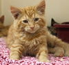 adoptable Cat in Thief River Falls, MN named Waldo