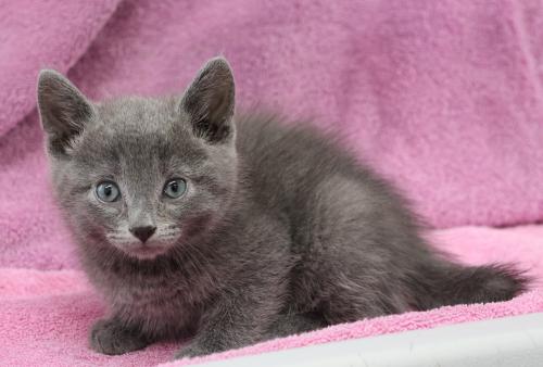 adoptable Cat in Thief River Falls, MN named Shed