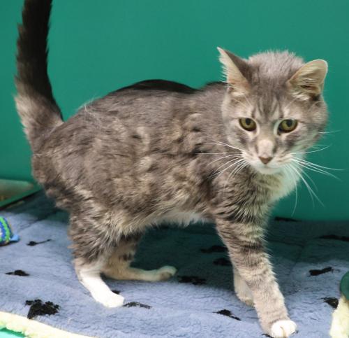 adoptable Cat in Thief River Falls, MN named Walter