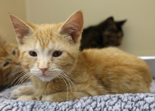 adoptable Cat in Thief River Falls, MN named Wink