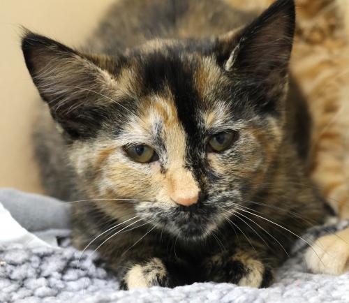 adoptable Cat in Thief River Falls, MN named Wendy