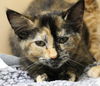 adoptable Cat in Thief River Falls, MN named Wendy